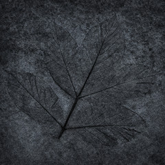 leaf print or stamp of leaf  on black stone