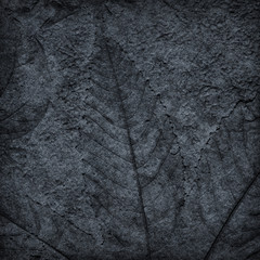 leaf print or stamp of leaf  on black stone