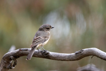 Golden Whistler in Australia
