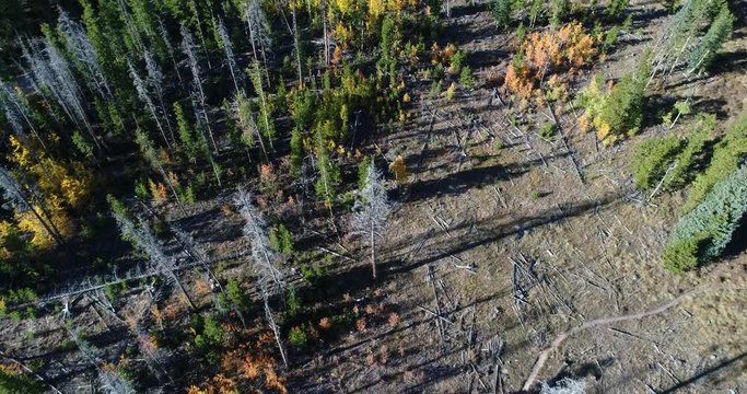 Aerial over pine forest and aspens. Many of the trees are dead from pine beetles