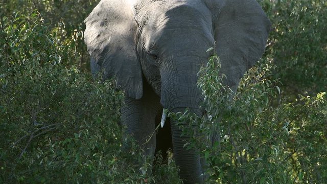 A large African elephant eats leaves in a thicket of trees.