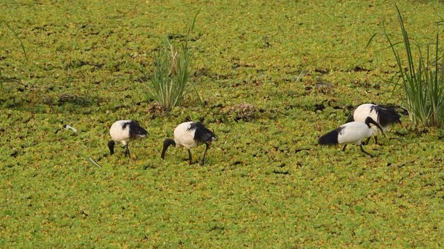 Four African sacred ibises forage through lush, green water plants in a shallow marsh.