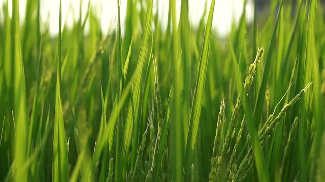 Japanese rice field in the middle of a city
Slow Motion (120fps)