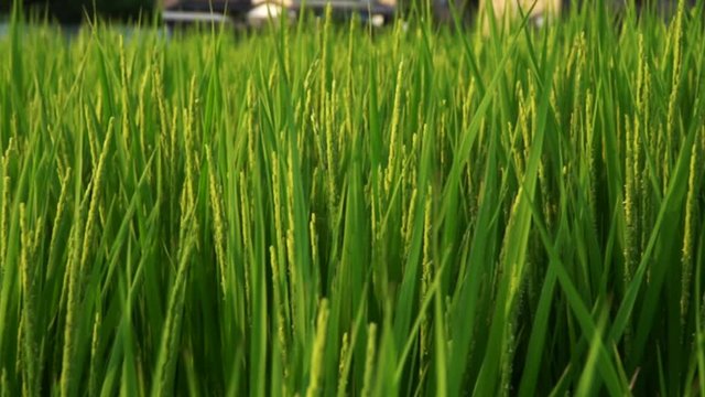 Japanese rice field in the middle of a city.
In slow motion 120fps