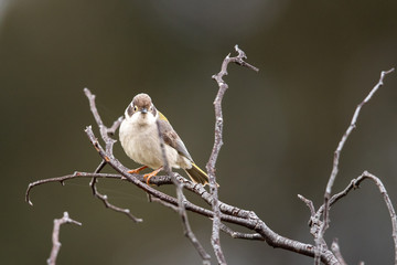 Brown-headed Honeyeater in Australia
