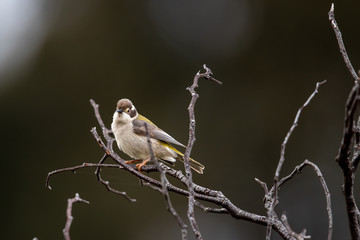 Brown-headed Honeyeater in Australia