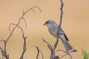 Gilbert's Whistler in Australia
