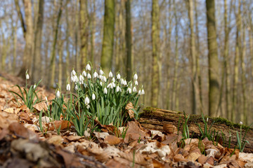 Schneeglöckchen im Wald