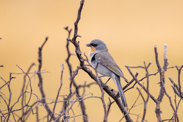 Gilbert's Whistler in Australia