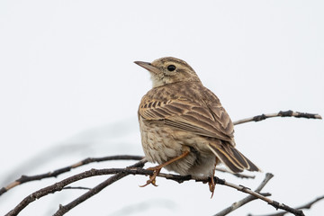 Australasian Pipit in Australia