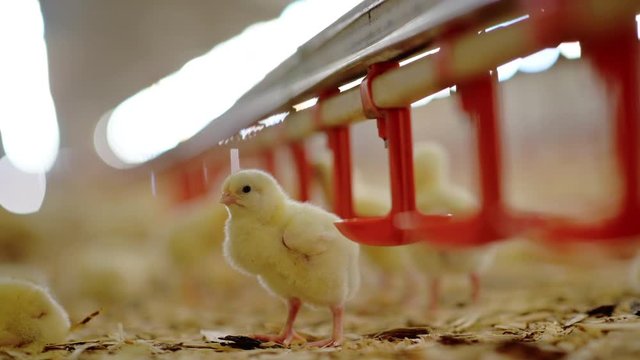 chick factory chicken agriculture barn cute production