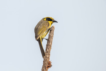 Yellow-tufted Honeyeater in Australia