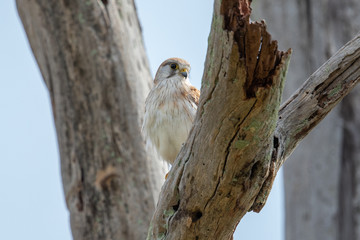 Australian Nankeen Kestrel