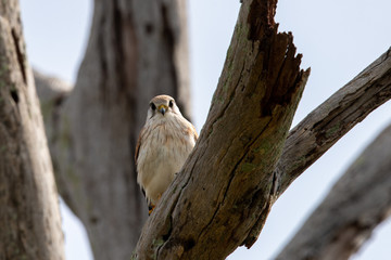 Australian Nankeen Kestrel