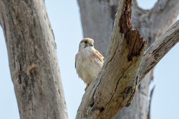 Australian Nankeen Kestrel