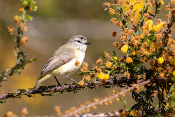 Yellow-rumped Thornbill in Australia