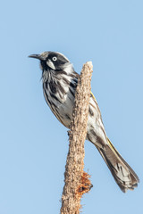 New Holland Honeyeater in Australia