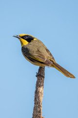 Yellow-tufted Honeyeater in Australia