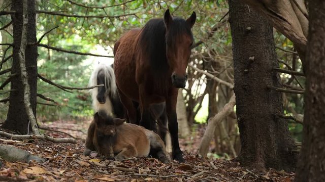 A beautiful brown wild pony mare and her baby foal rest and snooze in the forest of Grayson Highlands State Park, Virginia USA