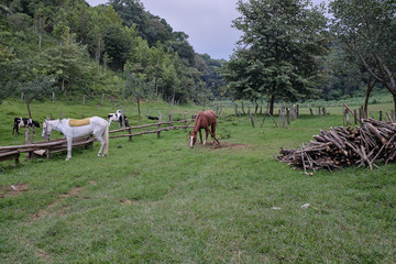 Fototapeta na wymiar Día nublado en la granja.