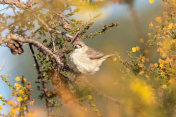 Southern Whiteface in Australia