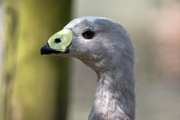 this is a side view of a cape barren goose