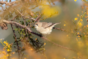 Southern Whiteface in Australia