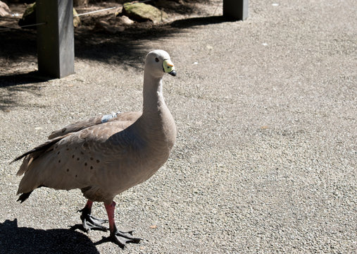 the cape barren goose is walking on a path