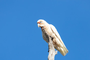 Long-billed Corella in Australia