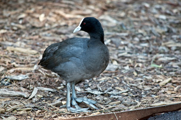 the Eurasian coot has large feet