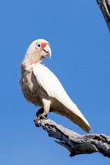 Long-billed Corella in Australia