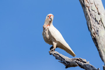 Long-billed Corella in Australia