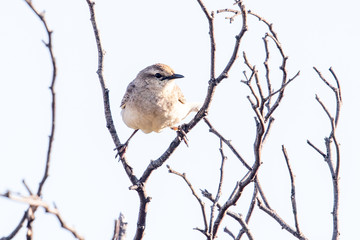Rufous Songlark in Australia
