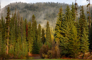 Low clouds hover over forest on a October morning