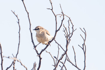 Rufous Songlark in Australia