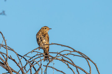 Rufous Songlark in Australia