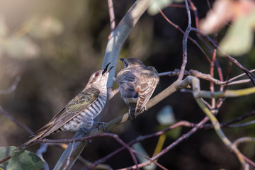 Horsfield's Bronze Cuckoo in Australia