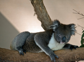 the koala is laying on a branch