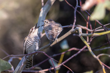 Horsfield's Bronze Cuckoo in Australia