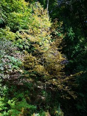 Obraz premium Herbst baum Gelb