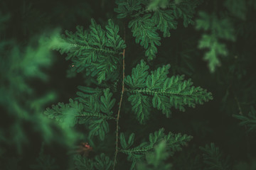 Tropical nature green leaf texture abstract background.