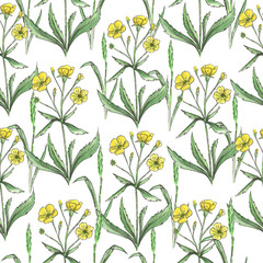 Seamless pattern of buttercus on a white background