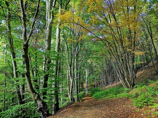 Herbstwald Wanderung