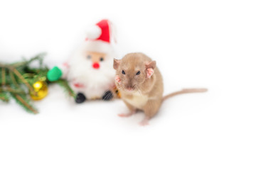  decorative cute brown rat around with a Christmas decor and Santa Claus on a white isolated...