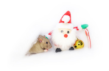  decorative cute brown rat around with a Christmas decor and Santa Claus on a white isolated background. The rat is a symbol Of the new year 2020