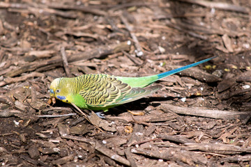 this is a parakeet eating a grub