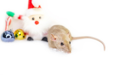 decorative cute brown rat around with a Christmas decor and Santa Claus on a white isolated background. The rat is a symbol Of the new year 2020