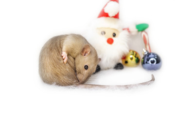  decorative cute brown rat around with a Christmas decor and Santa Claus on a white isolated background. The rat is a symbol Of the new year 2020