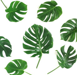tropical green monstera leaves , branches pattern isolated on a white background. top view..abstract.