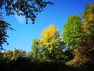 Fototapeta premium Herbstwald Wanderung
